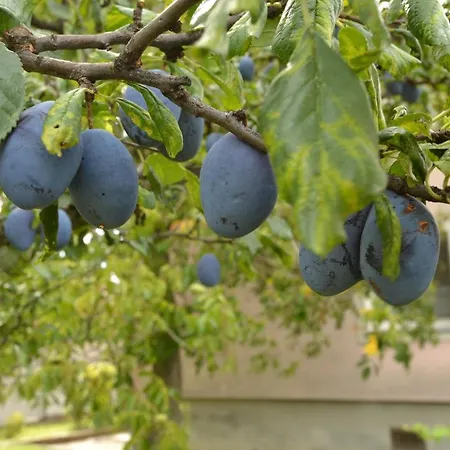 Granny's Svätý Jur