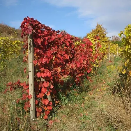 Granny's * Svätý Jur