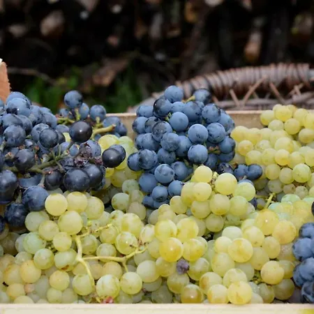 Granny's Pansiyon Svätý Jur